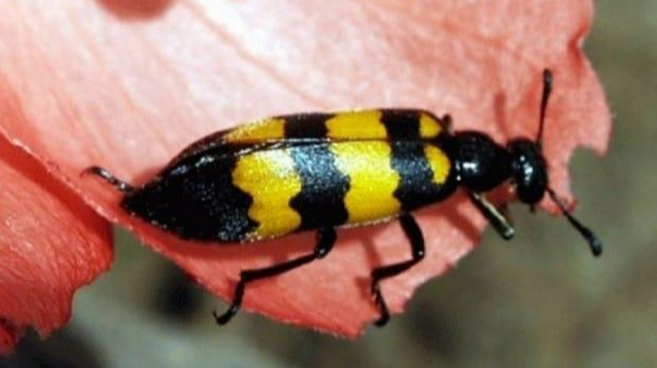 1 người tử vong, 1 người nguy kịch sau khi ăn sâu ban miêu