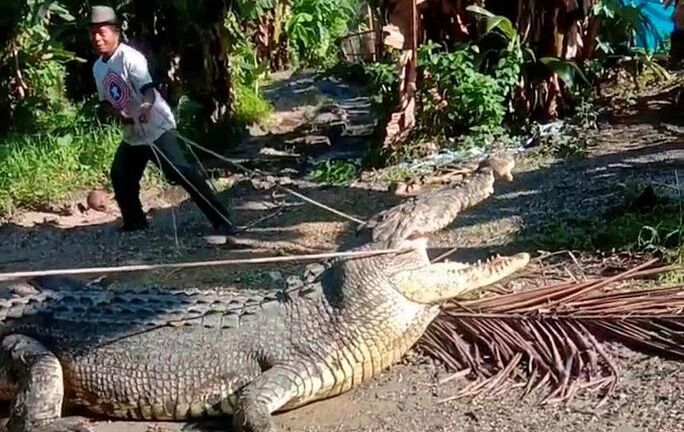 Người đàn ông tóm gọn cá sấu dài hơn 4m chỉ với một sợi dây thừng