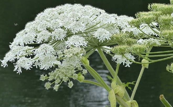 Bé trai 12 tuổi bị bỏng mặt vì vô tình chạm vào loại cây này