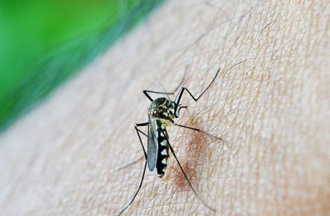 Nam thanh niên tự làm thủng màng nhĩ chỉ vì bực mình với tiếng muỗi kêu