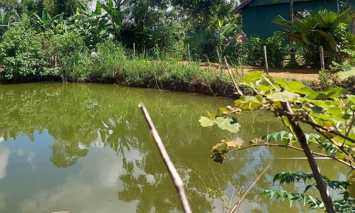 Trượt chân xuống ao cá, hai em nhỏ ở Quảng Bình đuối nước thương tâm