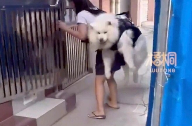 Chó cưng gặp khó khi leo cầu thang, cô gái có hành động gây xúc động mạnh