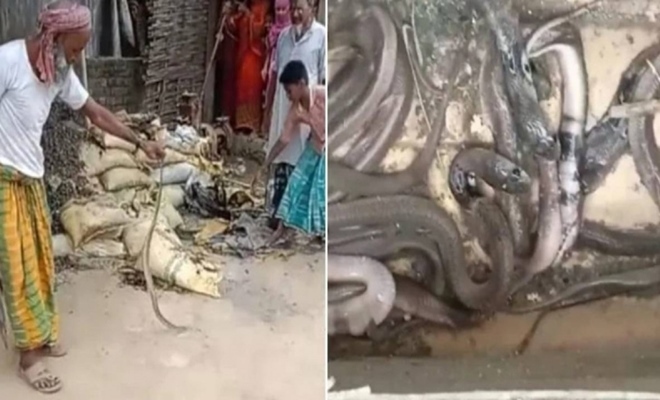 Rợn người trước phát hiện kinh hãi ở nơi bé gái 5 tuổi bị rắn độc cắn chết