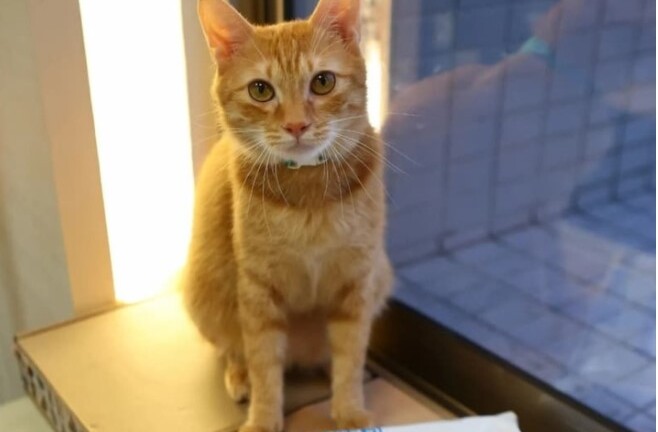 “Tan chảy” trước vẻ đáng yêu của chú mèo giữ chức trưởng ga tàu điện ngầm ở Đài Loan