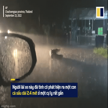 Giật mình phát hiện cá sấu dài 2,4m thản nhiên bò trên đường cao tốc 