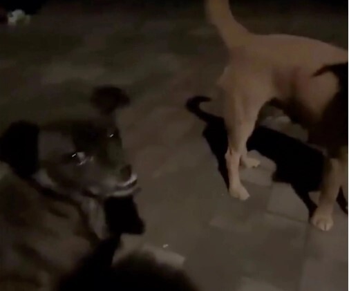 Ngất xỉu ở sân bóng rổ, nữ sinh đại học được hai “nhân vật” đặc biệt cứu mạng