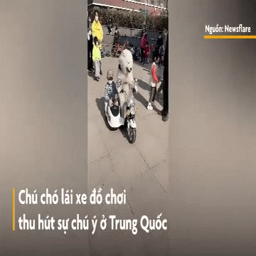 Video: Thích thú nhìn chú chó lái xe đồ chơi chở cậu chủ nhỏ