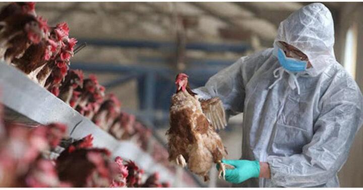 Bộ Y tế đề nghị tăng cường công tác phòng, chống cúm gia cầm