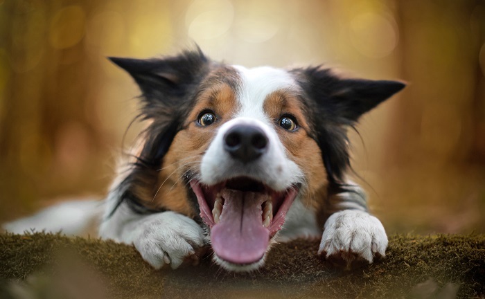 Người đàn ông tử vong vì bệnh dại sau khi cùng họ hàng làm thịt chó