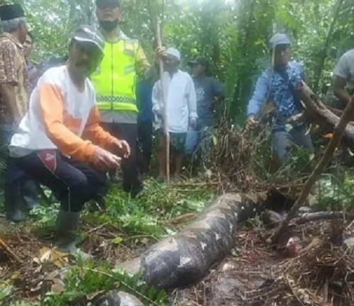 Hãi hùng phát hiện thi thể người phụ nữ trong bụng con trăn dài gần 7m