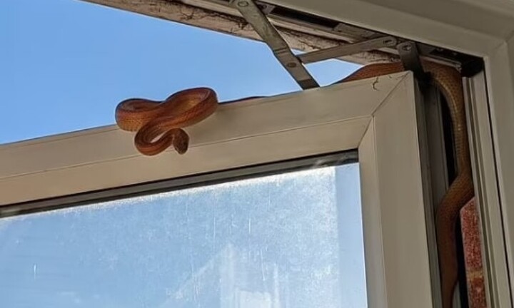 Người phụ nữ giật mình lao ra khỏi phòng ngủ khi thấy thứ kinh hãi ở cửa sổ