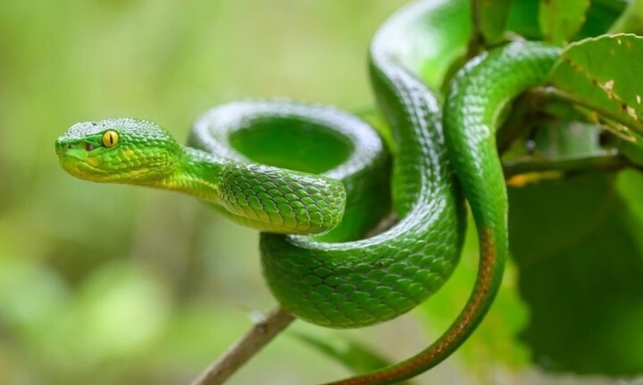 Đắk Lắk: Người đàn ông bị rắn lục đuôi đỏ cắn tử vong khi đi hái cà phê