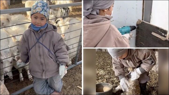 Bé trai 5 tuổi biết chăm sóc dê