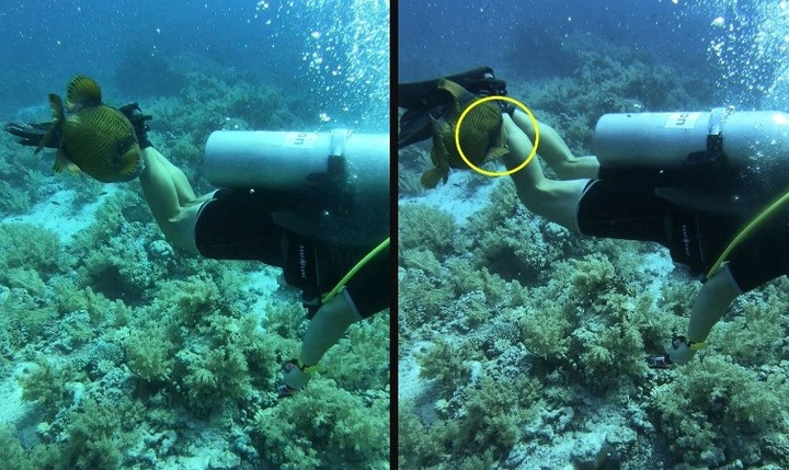 Người đàn ông bất ngờ bị loài cá có hàm răng sắc nhọn tấn công khi đang lặn