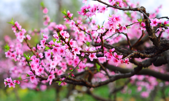 Tại sao người Việt thường bày đào, mai, quất trong nhà dịp Tết Nguyên đán?