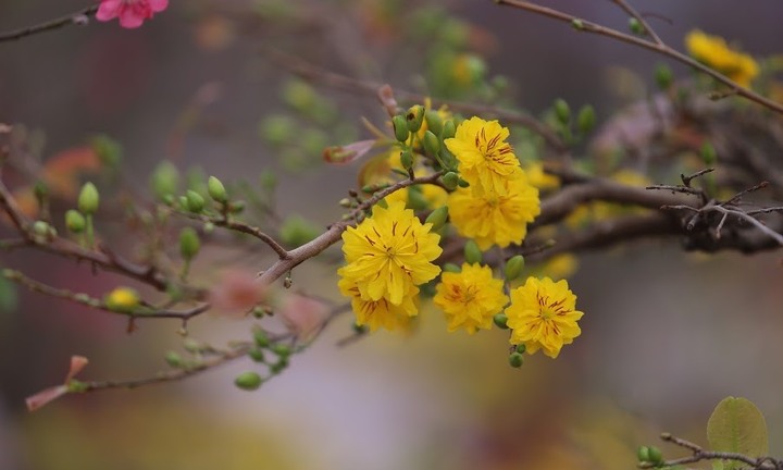 Xuất hành đầu năm Quý Mão 2023 cần lưu ý những gì?