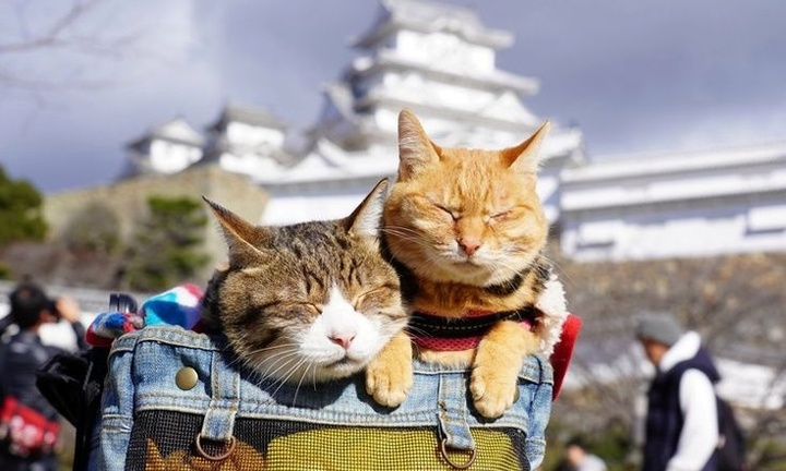 Tin tức đời sống ngày 23/1: Cô gái cùng mèo cưng vượt 1.600km về quê ăn Tết