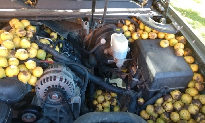 Mở bung máy xe, người đàn ông tá hỏa khi thấy hơn trăm kg loại quả này bên trong