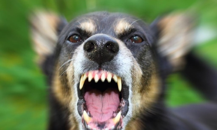 Tin tức đời sống ngày 14/3: Người phụ nữ 40 tuổi bị chó cắn rách kết mạc mắt, đứt lệ quản