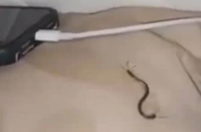 Đang ngủ thì thấy đầu, mặt đau buốt, người phụ nữ sợ hãi khóc nức nở vì phát hiện thứ này