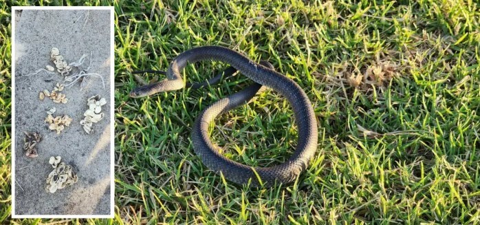 Hãi hùng phát hiện 110 quả trứng của loài rắn độc thứ 2 thế giới ngay trước nhà