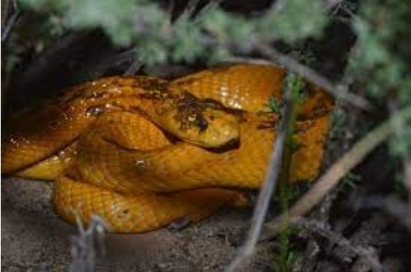 Thấy rắn hổ mang cực độc ở buồng lái, phi công bình tĩnh làm một việc cứu mạng 5 người