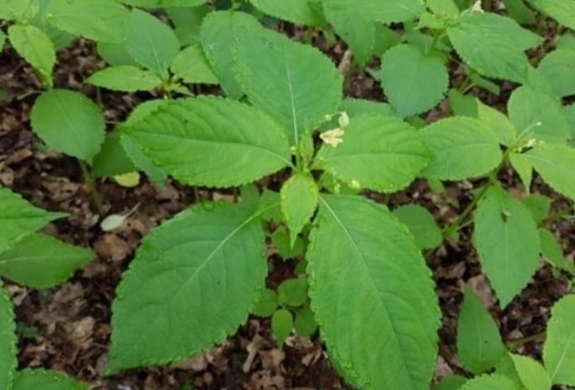 Người phụ nữ 70 tuổi nhập viện cấp cứu sau khi dùng lá cây lộc mại trị táo bón