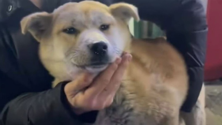 Người đàn ông lãnh án 3 năm tù vì bỏ đói hơn 1.000 con chó, mèo đến chết