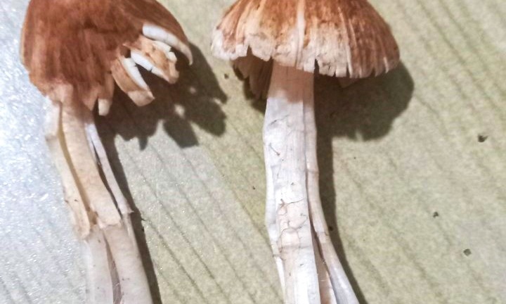 Tin tức đời sống ngày 30/5: 10 người nhập viện cấp cứu sau khi ăn nấm rừng