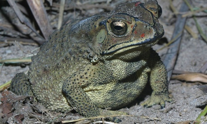 Tin tức đời sống ngày 5/6: Hai mẹ con nhập viện cấp cứu sau khi ăn thịt, trứng cóc