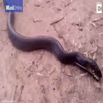 Video: Hi hữu rắn há miệng giả chết để đánh lừa người đàn ông