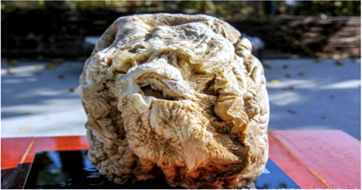 Người đàn ông bất ngờ tìm được “báu vật” trị giá tới cả tỷ USD khi đang đào đất