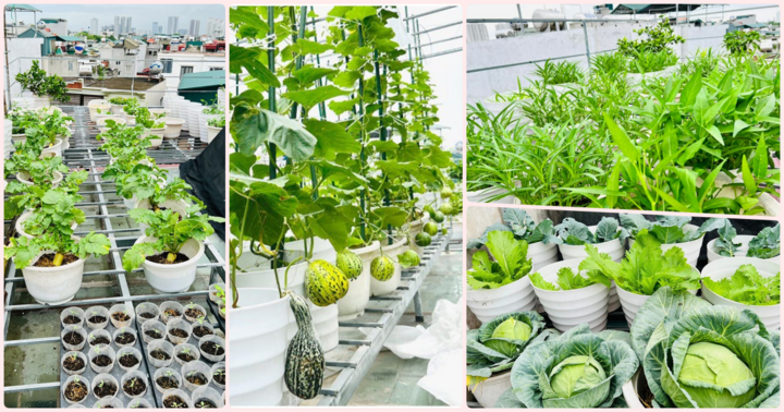 Mê mẩn trước vườn rau xanh mướt, trĩu quả trên sân thượng của nữ giảng viên đại học