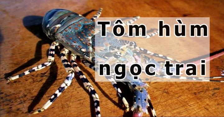 Loài tôm hùm quý hiếm được nhiều nhà hàng, khách sạn săn lùng: Giá tới hơn 2,4 triệu đồng/kg