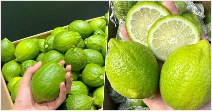 Chanh Quảng Đông đang được săn lùng, giá cao nhưng vẫn bán “đắt như tôm tươi”