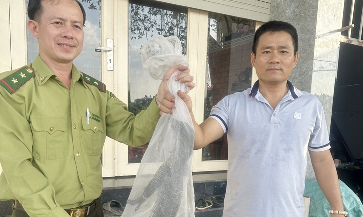 TP.HCM: Phát hiện kỳ đà hoa quý hiếm bò ở bờ kênh Tham Lương