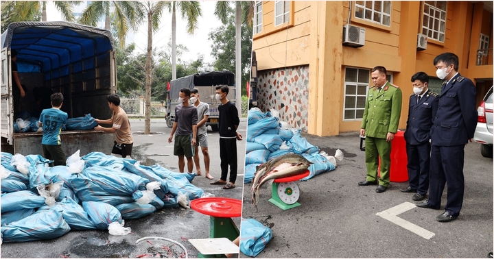 Lào Cai: Phát hiện 2 xe ô tô chở hơn 3,8 tấn cá tầm sống không rõ nguồn gốc