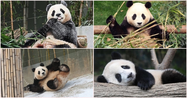 “Lịm tim” trước loạt ảnh cực đáng yêu của gấu trúc khổng lồ đầu tiên sinh ra tại Hàn Quốc