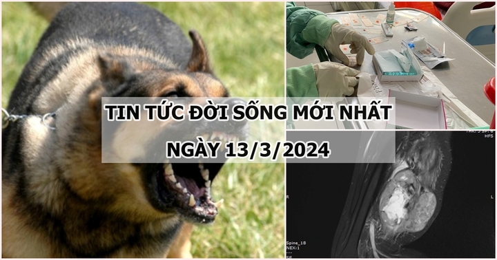 Tin tức đời sống ngày 13/3: Chó nghi dại cắn liên tiếp 7 người tại tỉnh Phú Yên