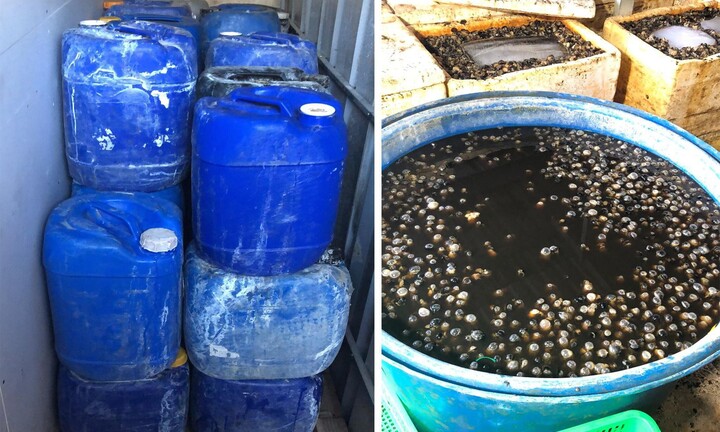 Phát hiện 1,8 tấn ốc ngâm hóa chất chuẩn bị tuồn ra thị trường