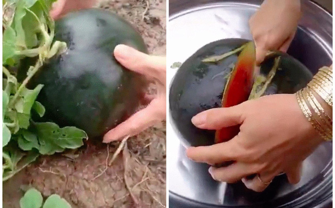 Cô gái khui quả dưa hấu duy nhất trong vườn, thành quả khiến tất cả mọi người phải phì cười