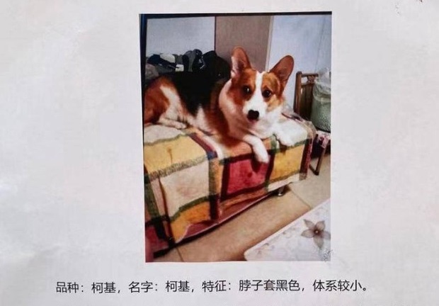 Đăng tin tìm thú cưng đi lạc, cô gái tuyên bố sẽ hậu tạ ân nhân 1 căn hộ khiến dân mạng 