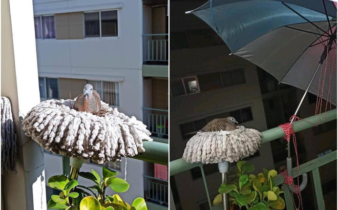 Người đàn ông quên chổi lau nhà ở ban công, không ngờ xuất hiện cảnh tượng đáng yêu hết nấc