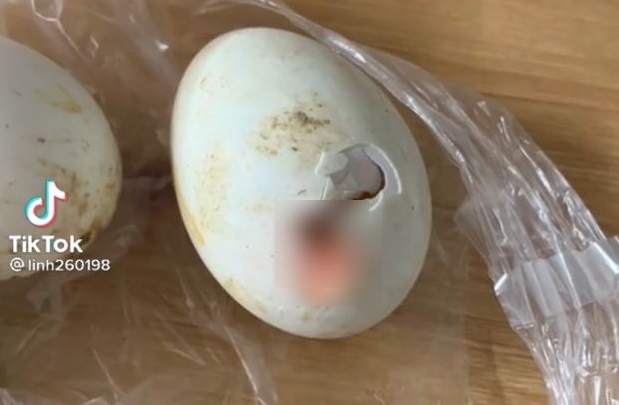 Lỡ để trứng vịt lộn nở thành con, cô gái có cách chăm sóc