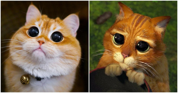Chú mèo nổi tiếng mạng xã hội vì giống hệt nhân vật hoạt hình trong Shrek
