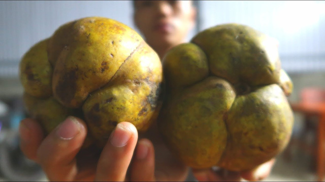 Loại quả có cái tên độc đáo, cộng thêm vị chua khiến bạn chỉ nhìn thôi cũng đã ứa nước miếng