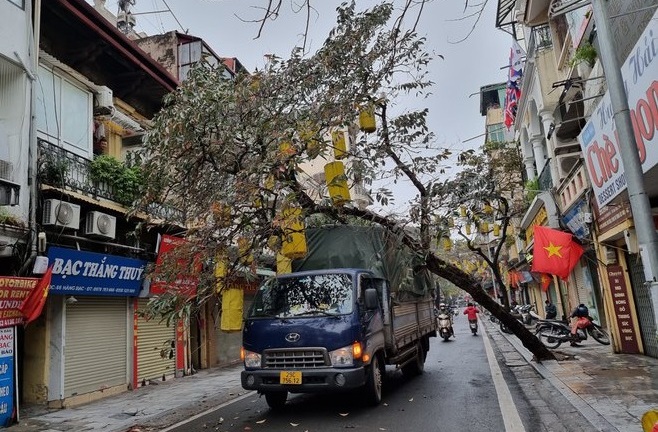 Hà Nội: Cây xanh ở khu vực phố cổ bật gốc đè trúng xe tải