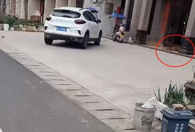 Chú chó 
