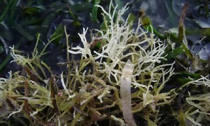 Loại rau dại có giá tới 800.000 đồng/kg nhưng vẫn được nhiều người săn đón