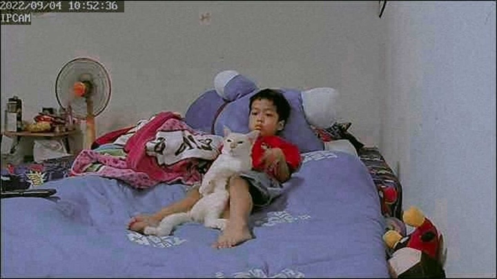 Mua mèo vì mong con trai hết